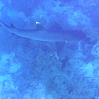 Белоперая акула-3